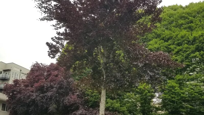 Thomas Street Mini Park - Seattle, WA