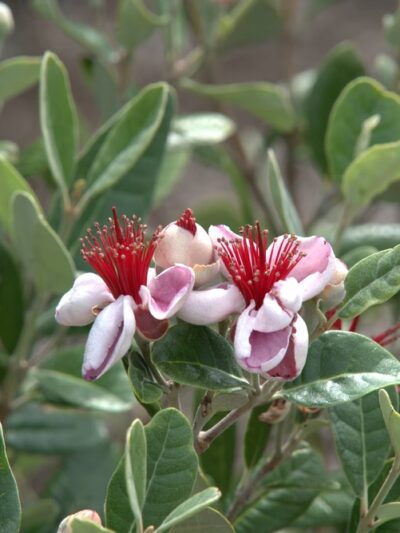 University Circle - Seattle, WA