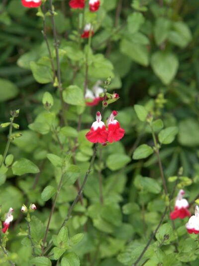 University Circle - Seattle, WA