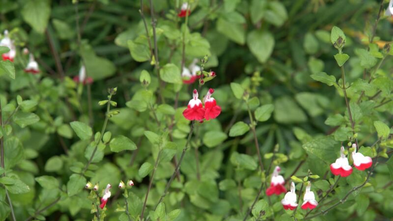 University Circle - Seattle, WA