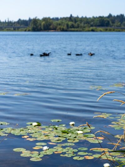 UW Wetlands - Seattle, WA
