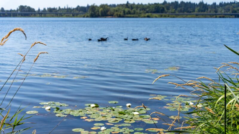 UW Wetlands - Seattle, WA