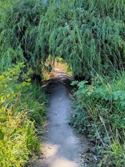 UW Wetlands - Seattle, WA