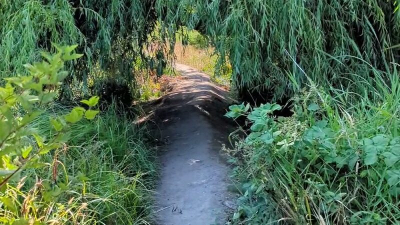 UW Wetlands - Seattle, WA