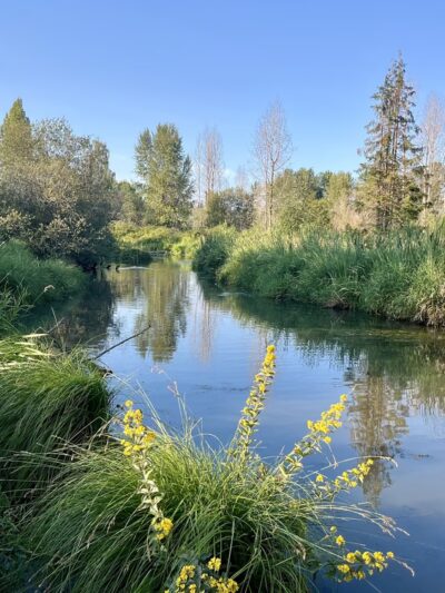 UW Wetlands - Seattle, WA