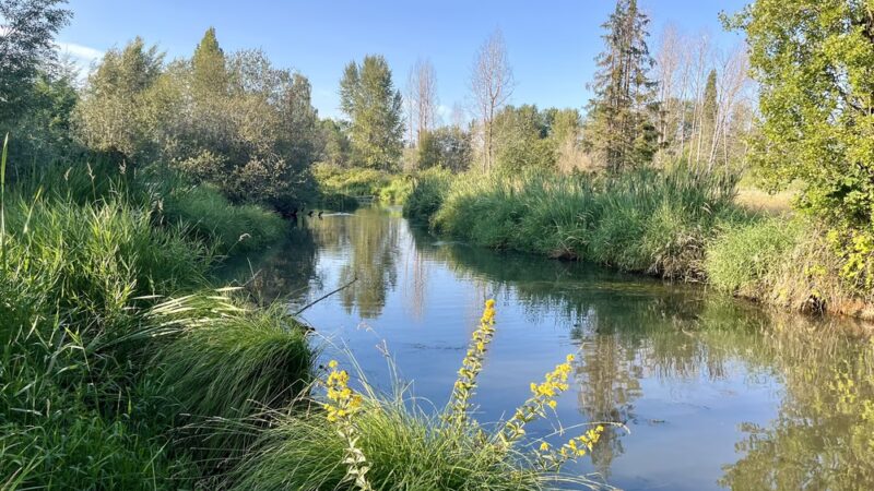 UW Wetlands - Seattle, WA