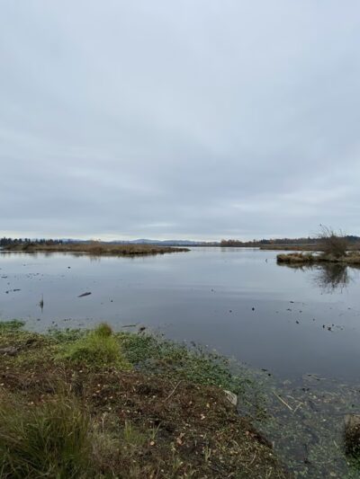 UW Wetlands - Seattle, WA