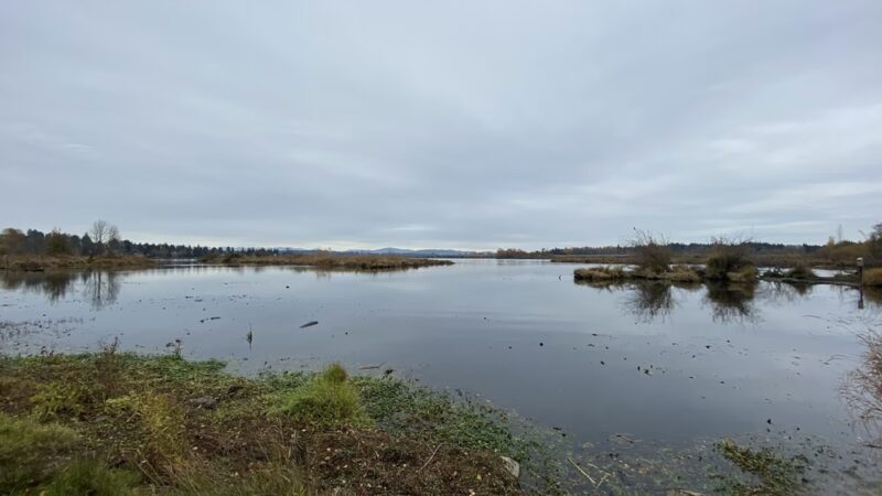 UW Wetlands - Seattle, WA