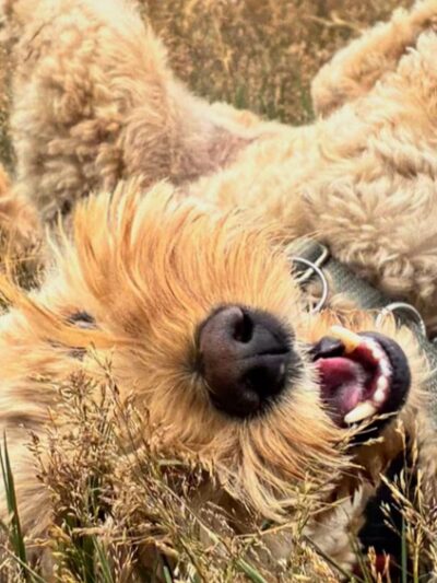 Veda's Dog Day Afternoon - Seattle, WA