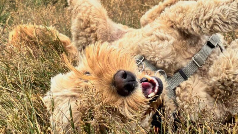 Veda's Dog Day Afternoon - Seattle, WA