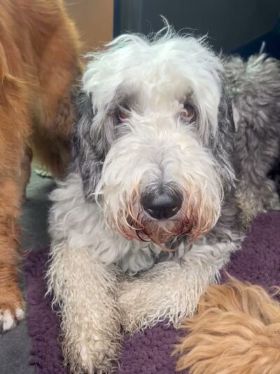 Veda's Dog Day Afternoon - Seattle, WA