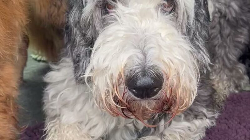 Veda's Dog Day Afternoon - Seattle, WA