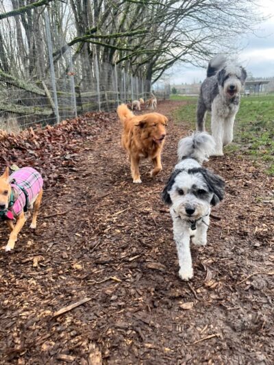 Veda's Dog Day Afternoon - Seattle, WA