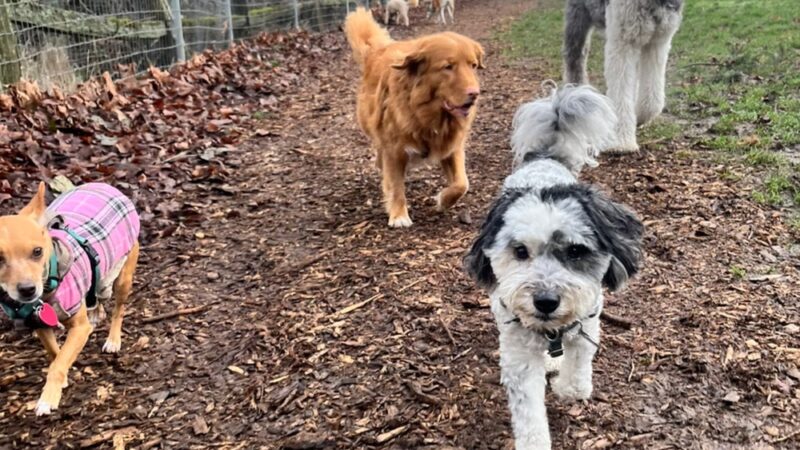 Veda's Dog Day Afternoon - Seattle, WA