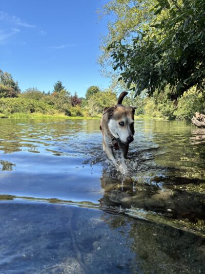 Veda's Dog Day Afternoon - Seattle, WA
