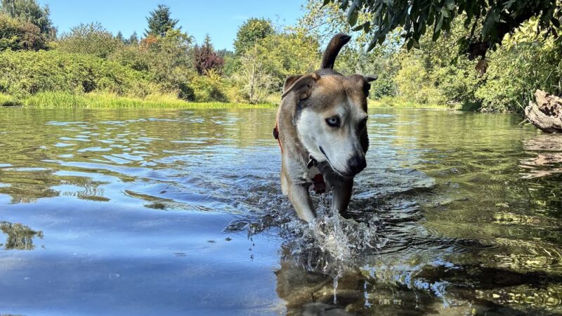 Veda's Dog Day Afternoon - Seattle, WA