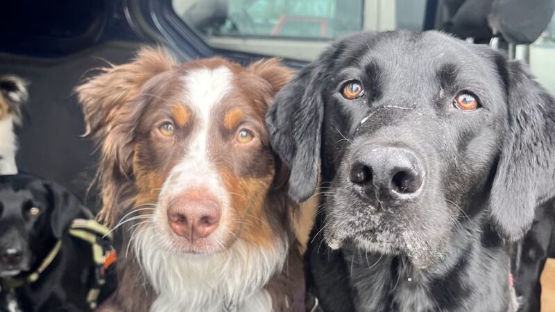 Veda's Dog Day Afternoon - Seattle, WA