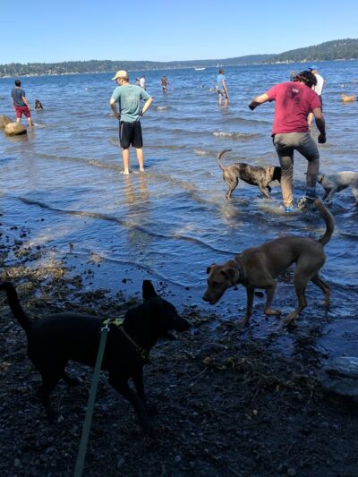 Warren G. Magnuson Park Off Leash Area - Seattle, WA