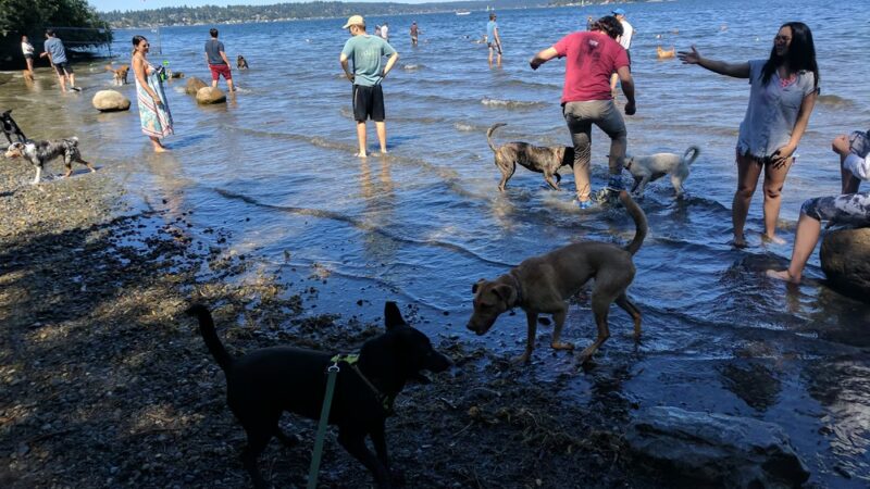 Warren G. Magnuson Park Off Leash Area - Seattle, WA