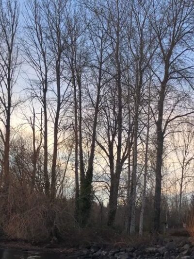 Warren G. Magnuson Park Off Leash Area - Seattle, WA