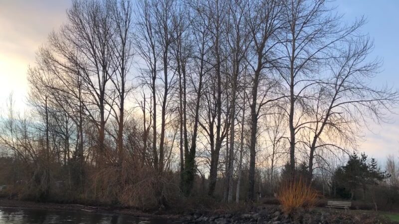 Warren G. Magnuson Park Off Leash Area - Seattle, WA