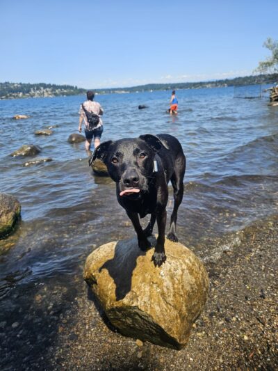 Warren G. Magnuson Park Off Leash Area - Seattle, WA