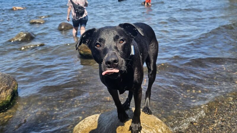 Warren G. Magnuson Park Off Leash Area - Seattle, WA