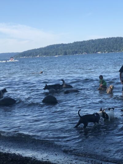 Warren G. Magnuson Park Off Leash Area - Seattle, WA