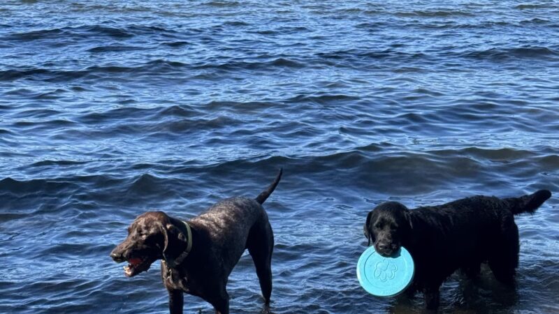 Warren G. Magnuson Park Off Leash Area - Seattle, WA