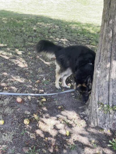 Westcrest Dog Park - Seattle, WA