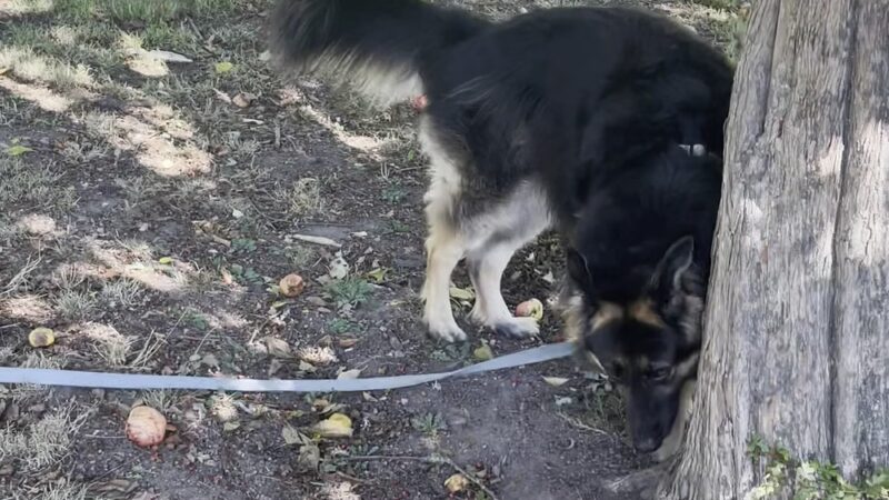 Westcrest Dog Park - Seattle, WA
