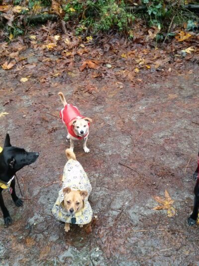 Westcrest Dog Park - Seattle, WA