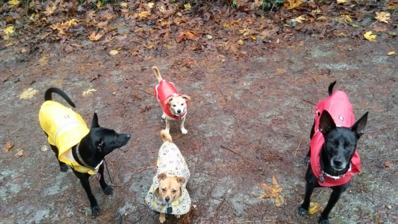 Westcrest Dog Park - Seattle, WA