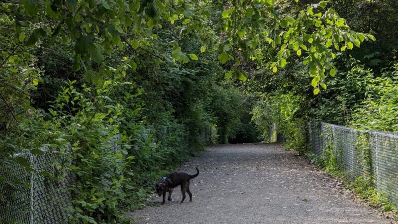 Westcrest Dog Park - Seattle, WA