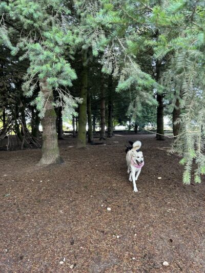Westcrest Dog Park - Seattle, WA