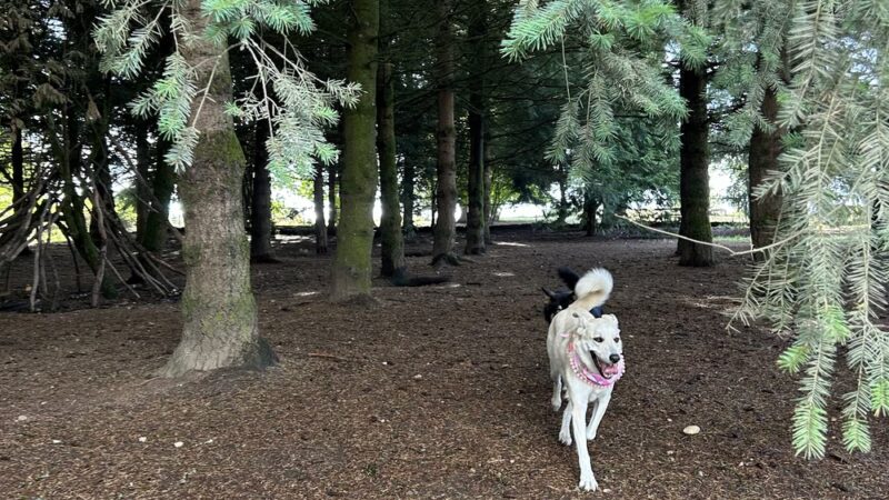 Westcrest Dog Park - Seattle, WA