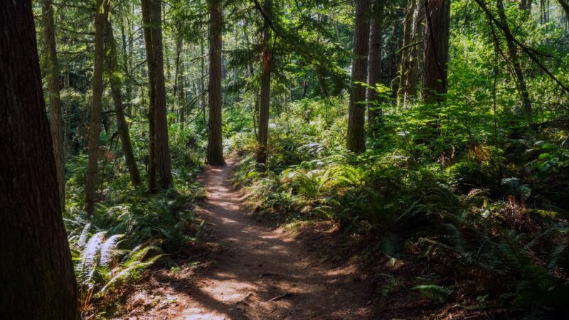 Westcrest Park - Seattle, WA