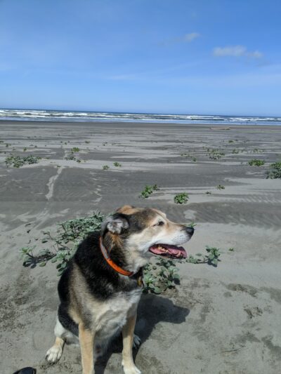 Oceanside Veterinary Hospital - Seaview, WA