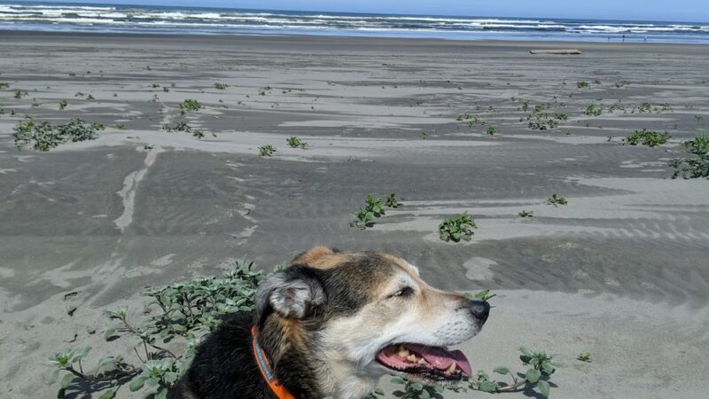 Oceanside Veterinary Hospital - Seaview, WA