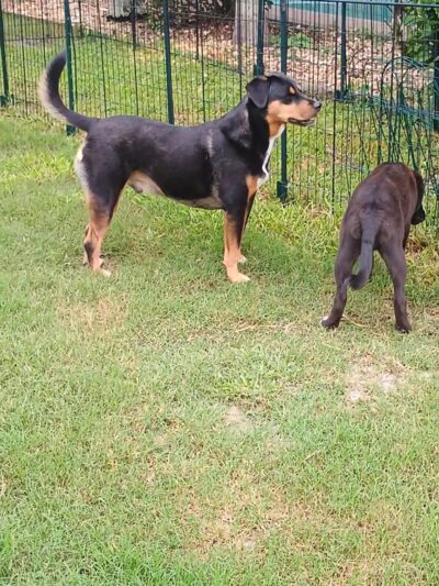 Sebastian Florida Bark Park - Sebastian, FL