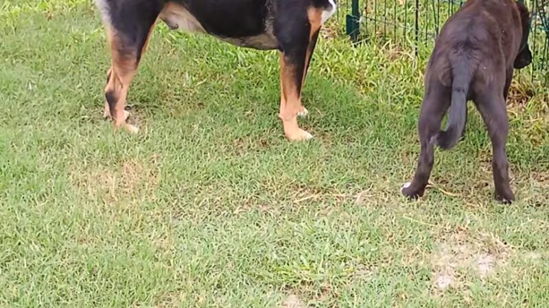 Sebastian Florida Bark Park - Sebastian, FL