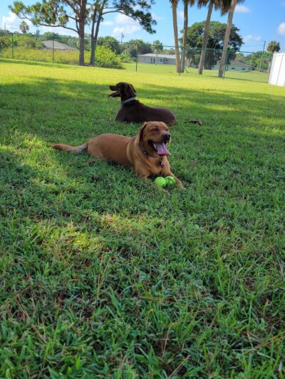 Sebastian Florida Bark Park - Sebastian, FL
