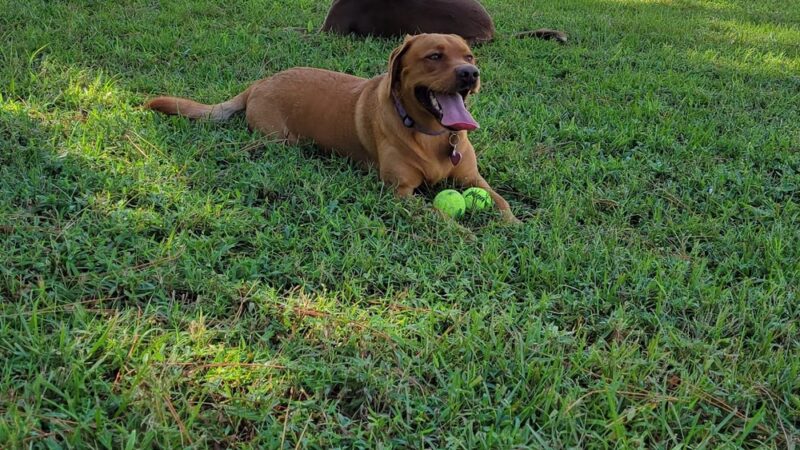 Sebastian Florida Bark Park - Sebastian, FL