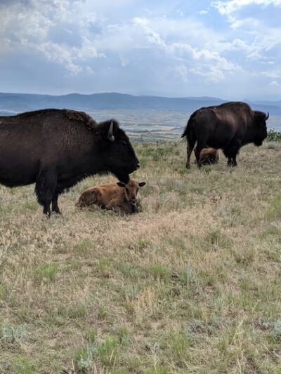 Daniels Park - Sedalia, CO
