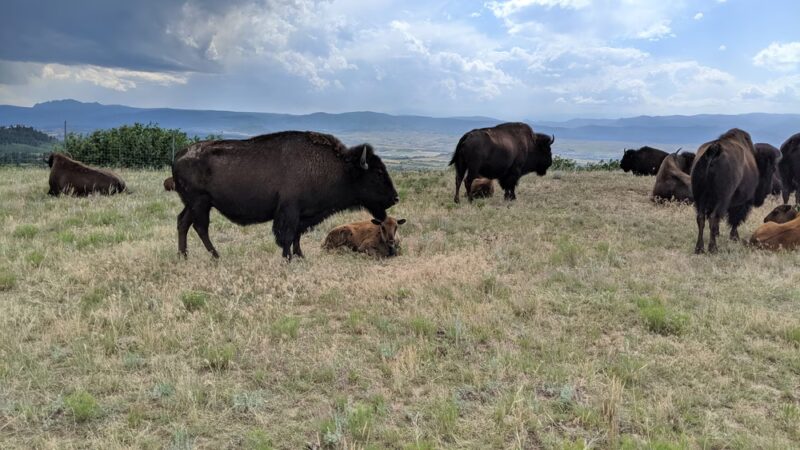 Daniels Park - Sedalia, CO