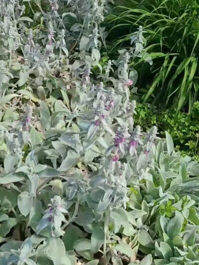 Liberty Park - Sedalia, MO