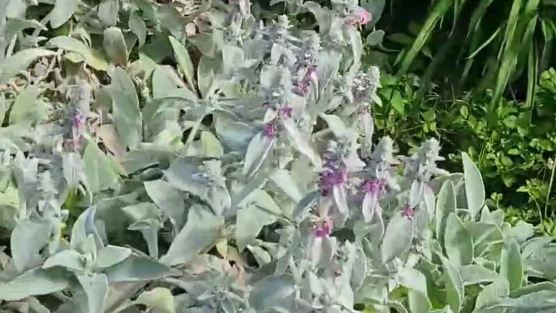 Liberty Park - Sedalia, MO