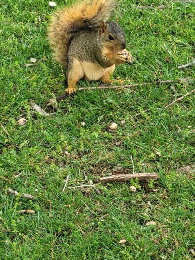 Liberty Park - Sedalia, MO