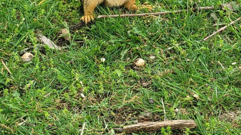 Liberty Park - Sedalia, MO