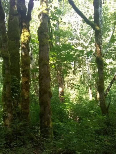 Cumberland Creek Conservation Area - Sedro-Woolley, WA